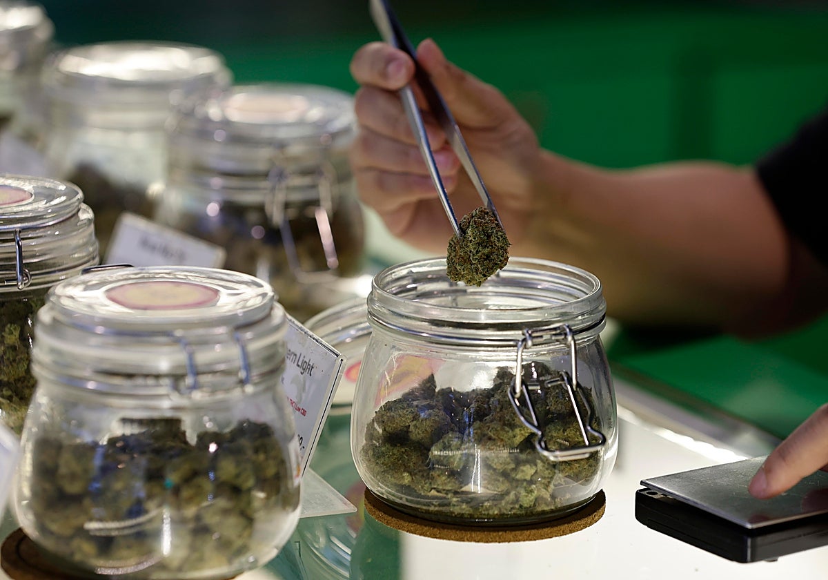 Un hombre saca una muestra de cannabis de un recipiente