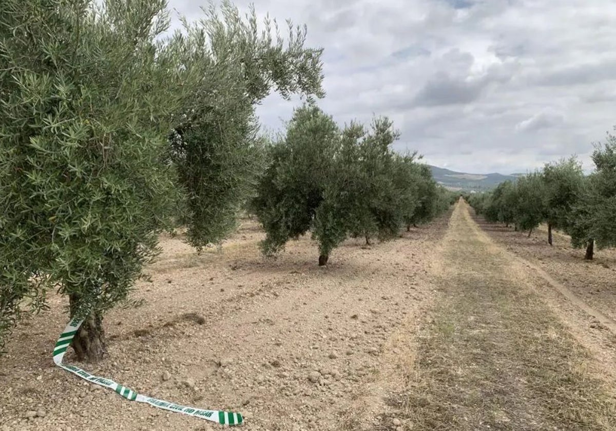 Olivar de Castro del Río en que se estrelló el avión