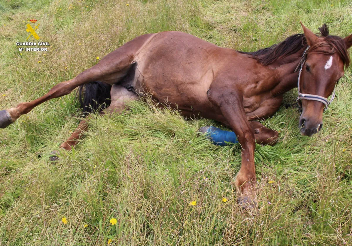 Maniata a dos caballos con cuerdas para limitar sus movimientos y uno tiene  que ser sacrificado por las heridas irrecuperables