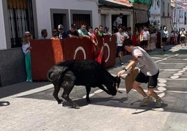 Las imágenes del primer encierro taurino de El Viso por Santa Ana