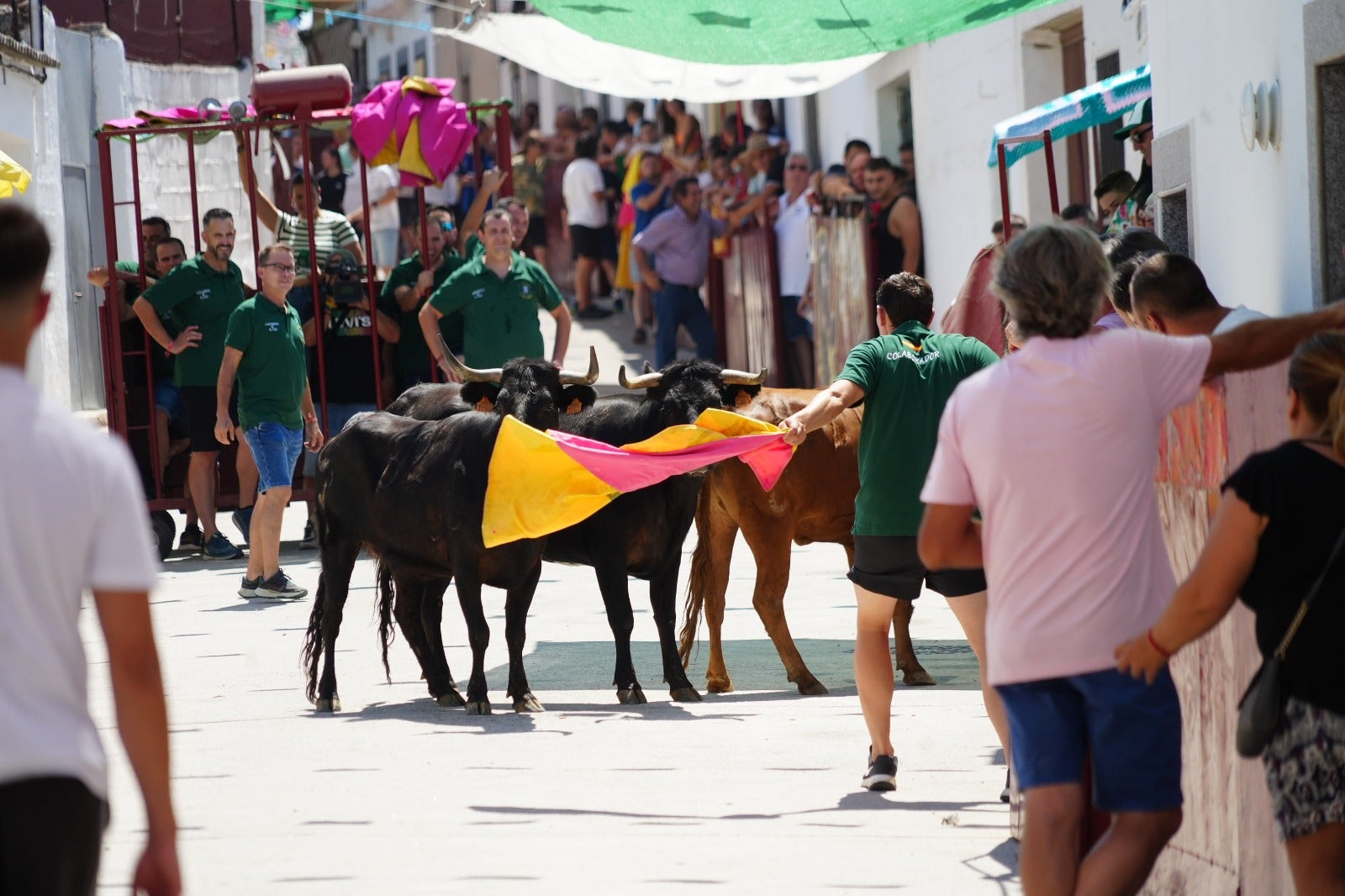 Las imágenes del primer encierro taurino de El Viso por Santa Ana