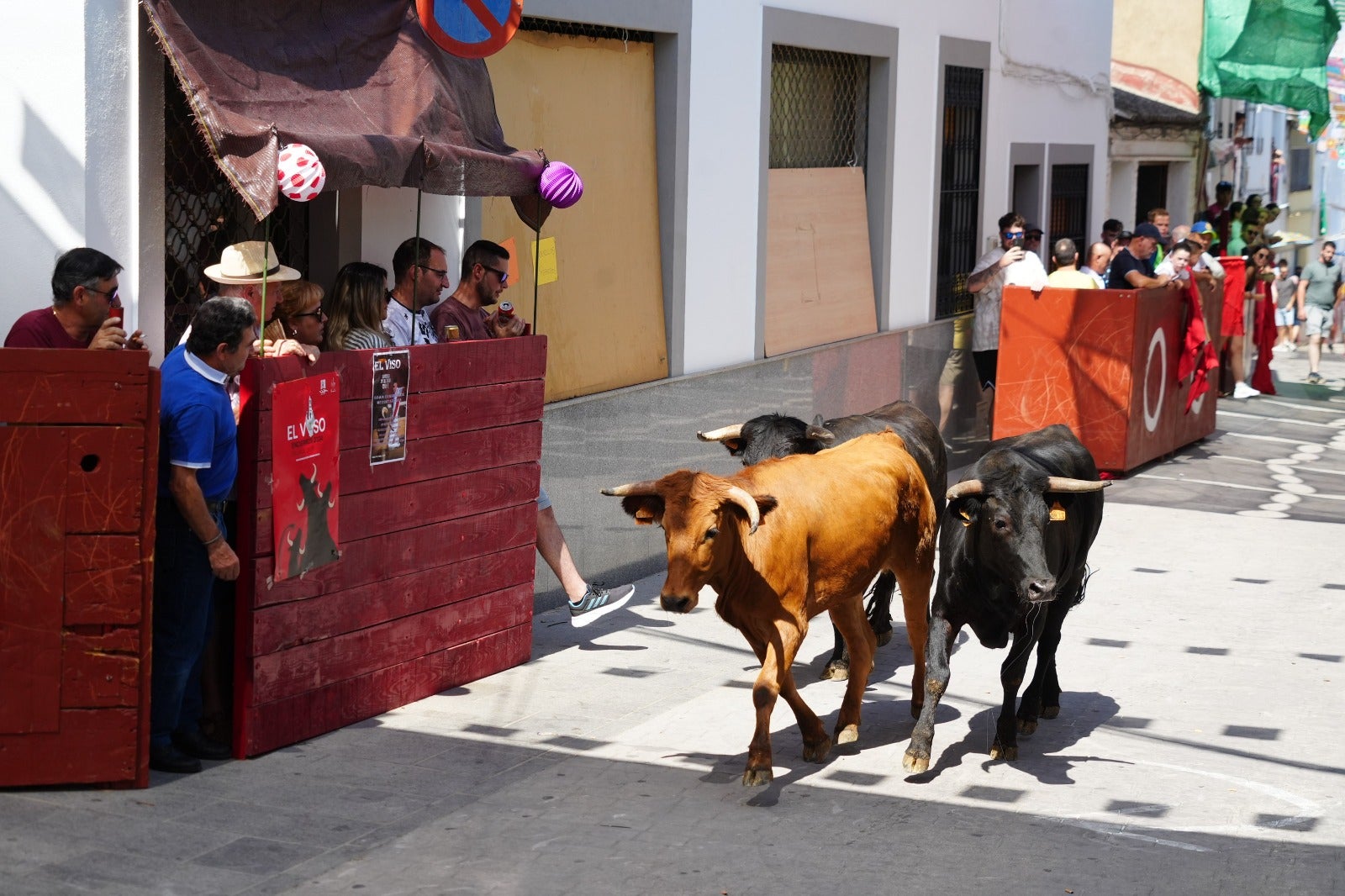 Las imágenes del primer encierro taurino de El Viso por Santa Ana