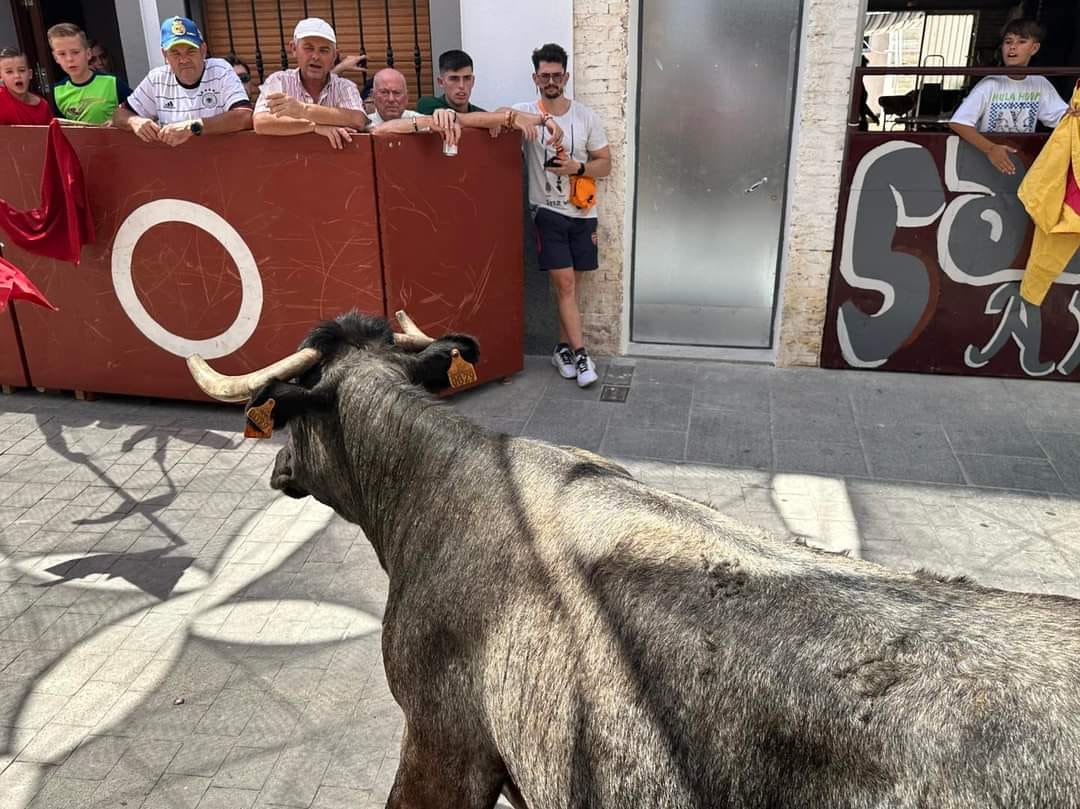 Las imágenes del primer encierro taurino de El Viso por Santa Ana