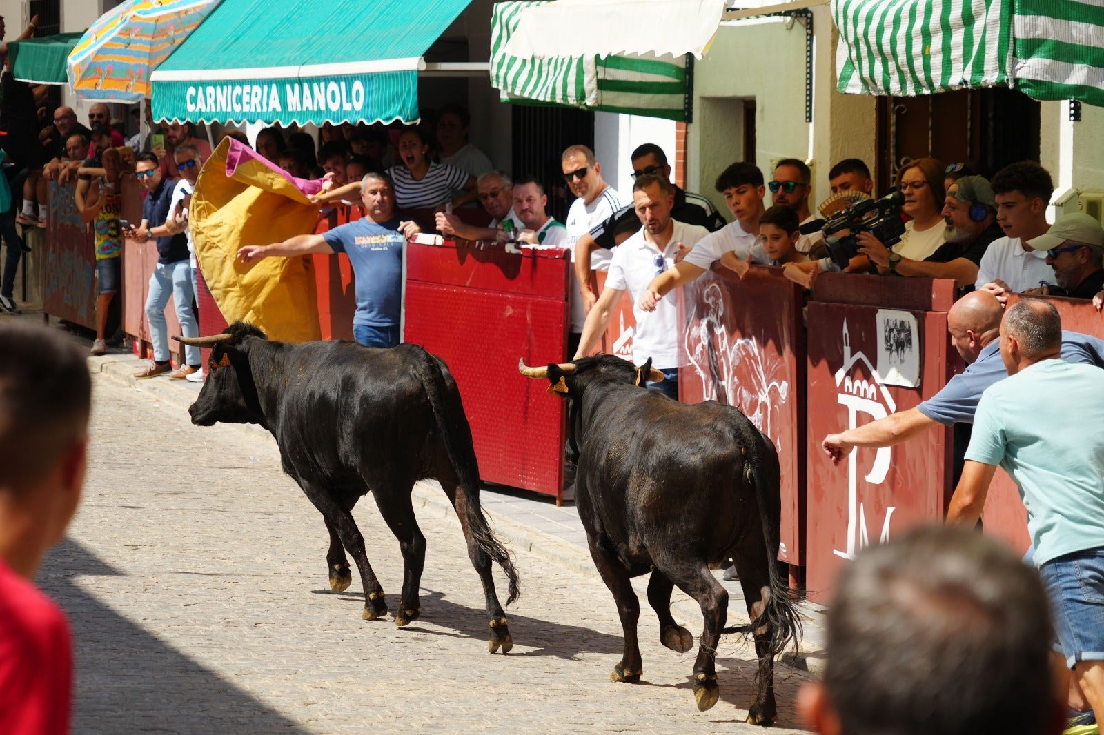 Las imágenes del primer encierro taurino de El Viso por Santa Ana