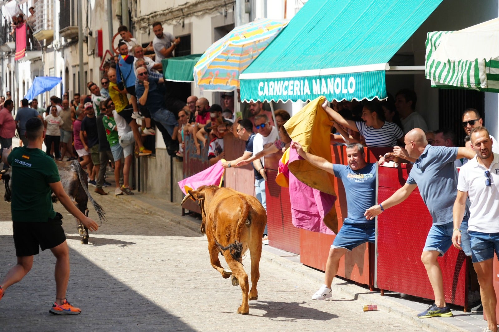 Las imágenes del primer encierro taurino de El Viso por Santa Ana