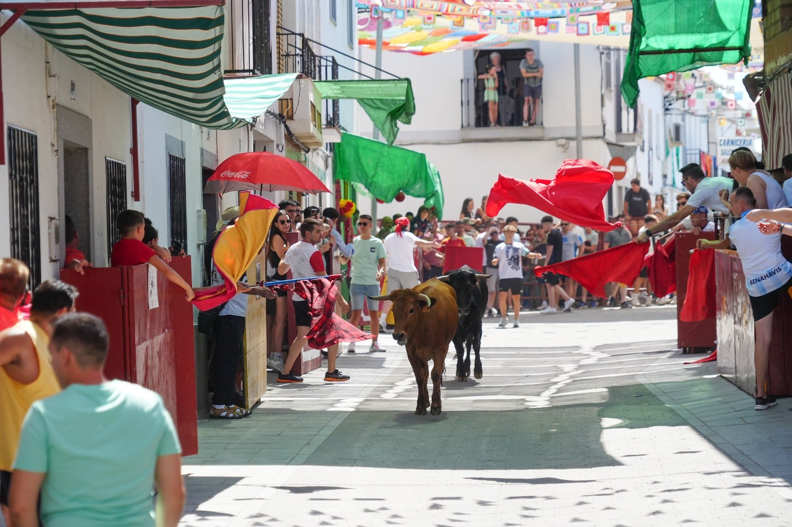 Las imágenes del primer encierro taurino de El Viso por Santa Ana