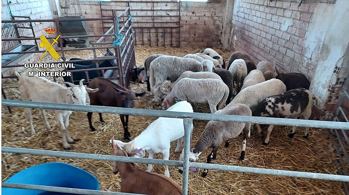 Imagen de los corderos vendidos ilegalmente en Alicante