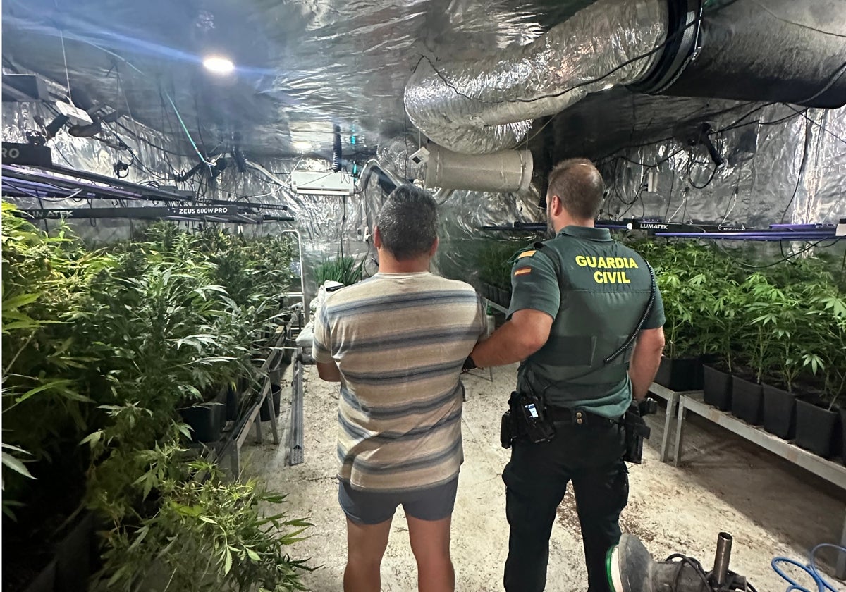 Descubren una finca con 820 plantas de marihuana por un enganche ilegal de  la luz en la localidad valenciana de Albaida