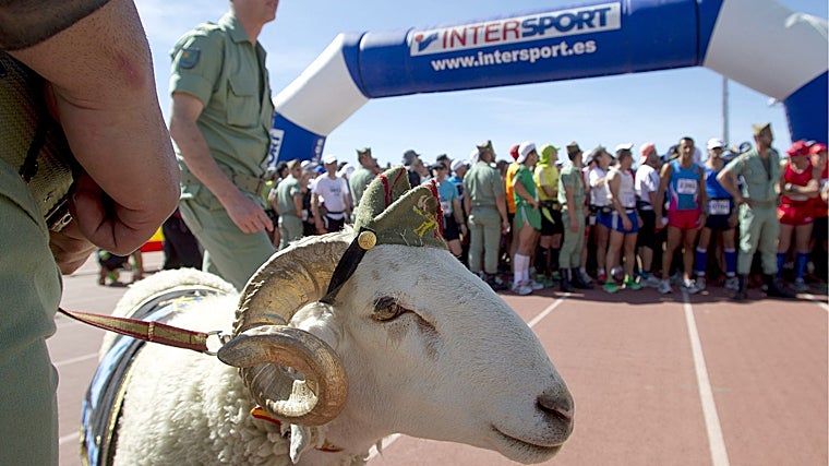 En ocasiones, unidades de la legión, como esta de Ronde, utilizan como mascota un carnero al que le pinta en dorado la cornamenta