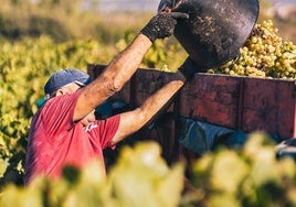 La DO Cava augura una vendimia con «buenas previsiones de calidad»