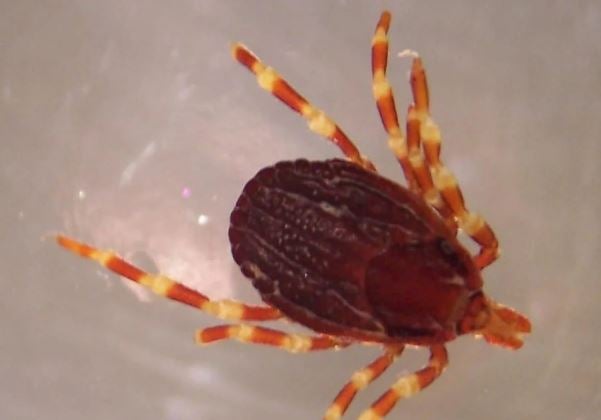 Una garrapata 'Hyalomma'