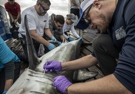 Un equipo de investigadores estudia la presencia de tiburones blancos en aguas españolas