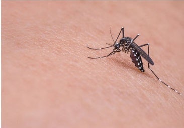 El PSOE alerta de otra plaga de cucarachas y mosquitos en la ciudad de Toledo