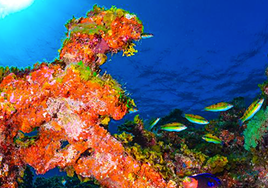 El Mar de Las Calmas en El Hierro, primer Parque Nacional 100% marino de España