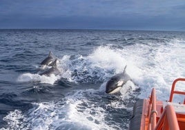 Las orcas atacan de nuevo y dañan otro velero frente a la costa de Barbate