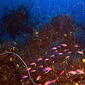 Científicos descubren un monte submarino y tres nuevos volcanes en Canarias