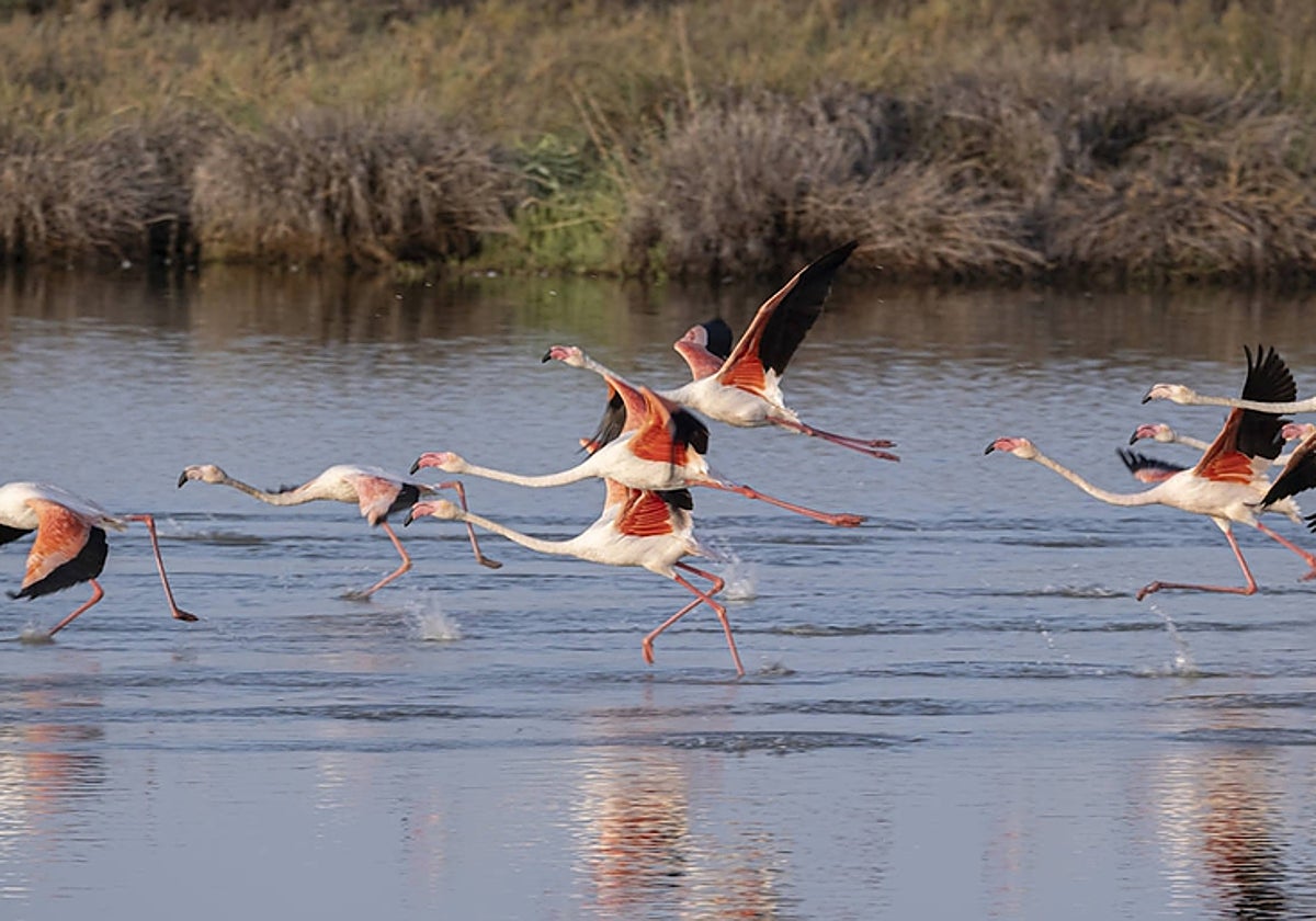 Flamencos, en una de las lagunas de Doñana