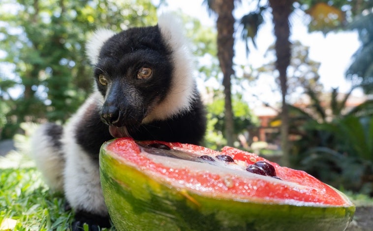 Imagen principal - Lémures, suricatas y tigres de Bioparc Fuengirola