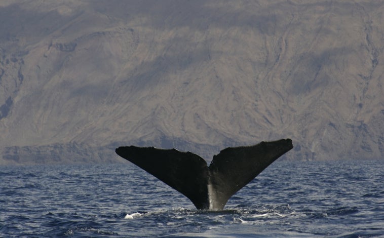 Imagen principal - El mar no está en calma en El Hierro