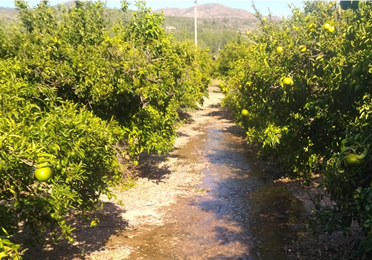 Plantación de frutales en Soneja (Castellón), una de las zonas afectadas por la sequía