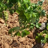 Menos uva para hacer vino por la sequía: los agricultores valencianos prevén la cosecha más baja en tres décadas