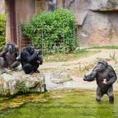 ¡Fiesta de helados en el Zoo de Barcelona!