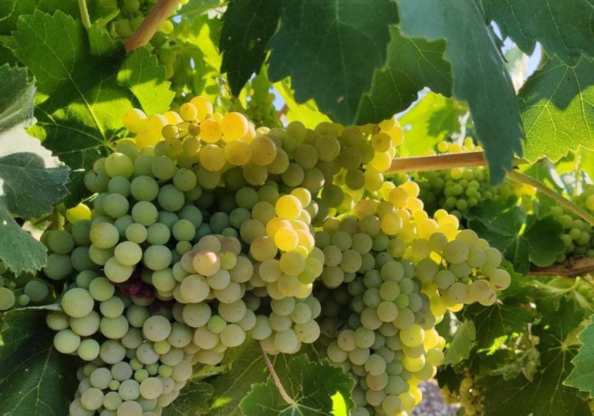 La vendimia ha comenzado esta semana con buenas perspectivas en la calidad de las uvas