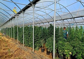 Una casa alquilada por 1000 euros al mes en Melide escondía el mayor alijo del año en Galicia: dos toneladas de marihuana