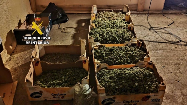 Cajas con los 24 kilos de cogollos intervenidos, listos para su distribución