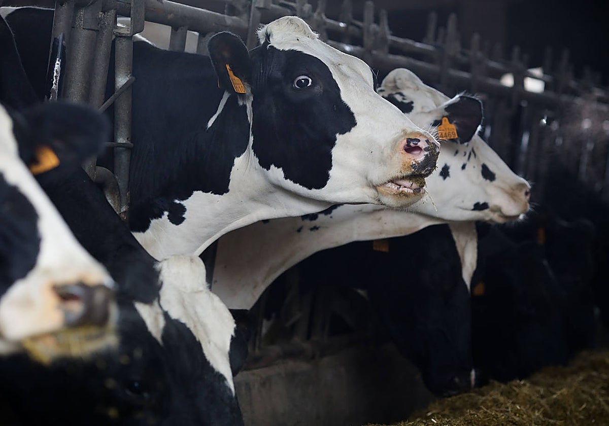 Varias vacas en una explotación ganadera de lácteo en la parroquia de Piñeiro (Lugo), durante un brote de EHE, en noviembre de 2023