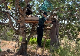 Hallan 3.000 plantas de marihuana en un barranco de la localidad castellonense de Alcalá de Xivert