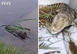 Capturan una cría de caimán en un río cerca de Barcelona