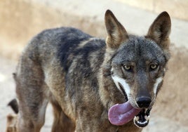 Los ataques del lobo vuelven a subir y superan los 1.700 durante el primer semestre