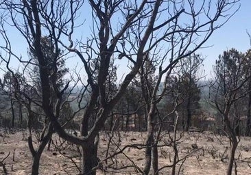 «Estabilizado» el incendio que entró en Zamora desde Portugal