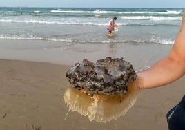 Las medusas huevo frito conquistan las playas de Valencia y Alicante: cómo es su picadura