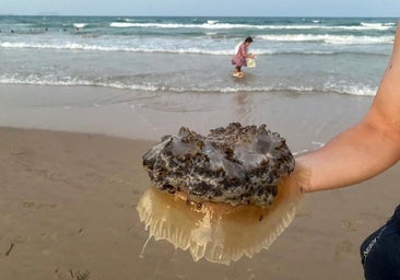 Así es la temida picadura de las medusas huevo frito que llegan a algunas playas