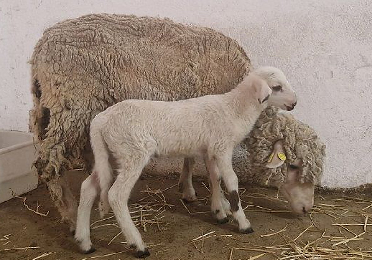Teodoro, el primer cordero modificado genéticamente en España