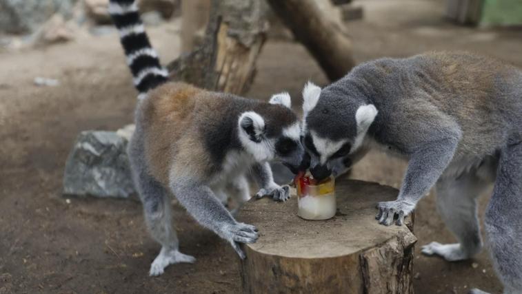 Lemures del Zoo de Córdoba tomando un helado de fruta para refrescarse