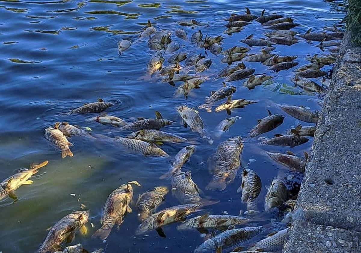 Ejempleras de las carpas que han fallecido en las aguas del Parque Juan Carlos I