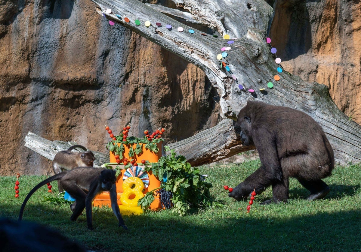 La gorila Virunga y otros primates durante la fiesta de cumpleaños en Bioparc de Valencia