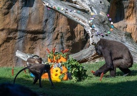 Fiesta de cumpleaños con helados para la gorila Virunga en Bioparc Valencia