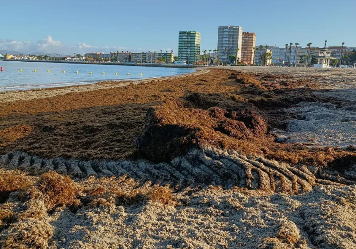 Imagen de archivo de montículos de alga asiática en La Línea