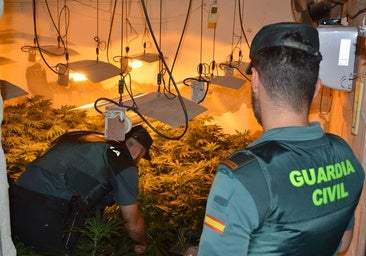 Cuatro habitaciones repletas de marihuana: dos detenidos con más de 400 plantas en Peñarroya-Pueblonuevo