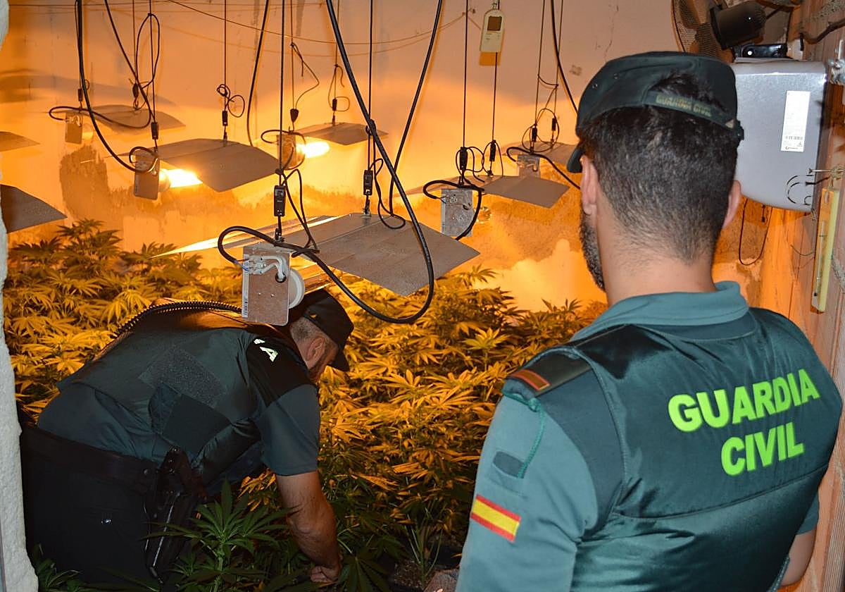Cuatro habitaciones repletas de marihuana: dos detenidos con más de 400 plantas en Peñarroya-Pueblonuevo