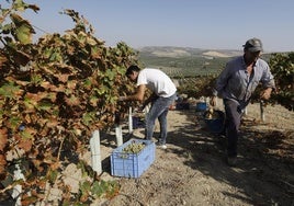 La vendimia progresa en el marco Montilla-Moriles y se prevé una subida de la cosecha de hasta el 6%