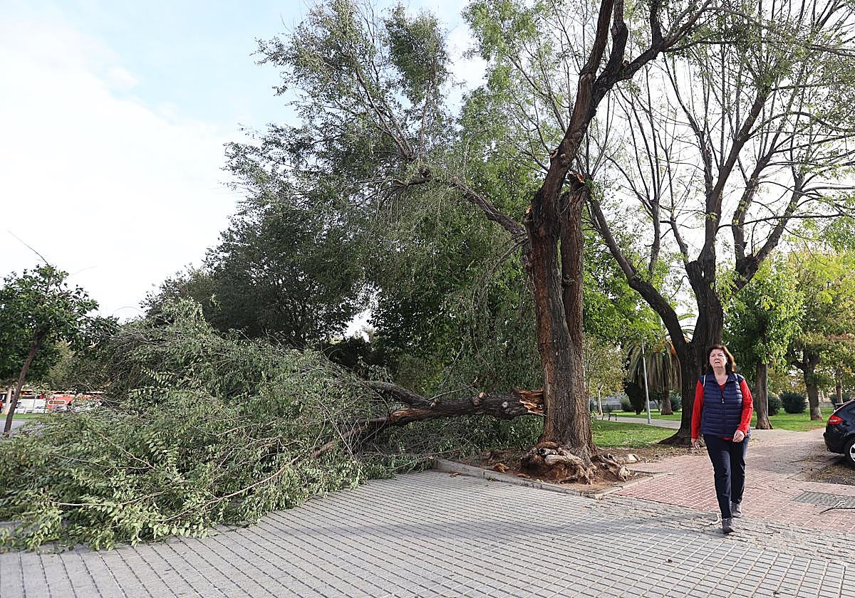 Árbol derribado por la borrasca Bernard en Córdoba