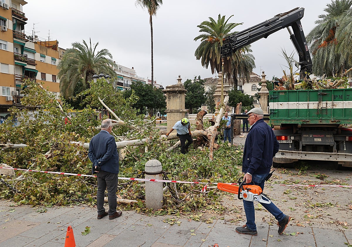 Árbol desprendido en la plaza de los Trinitarios tras el temporal Bernard