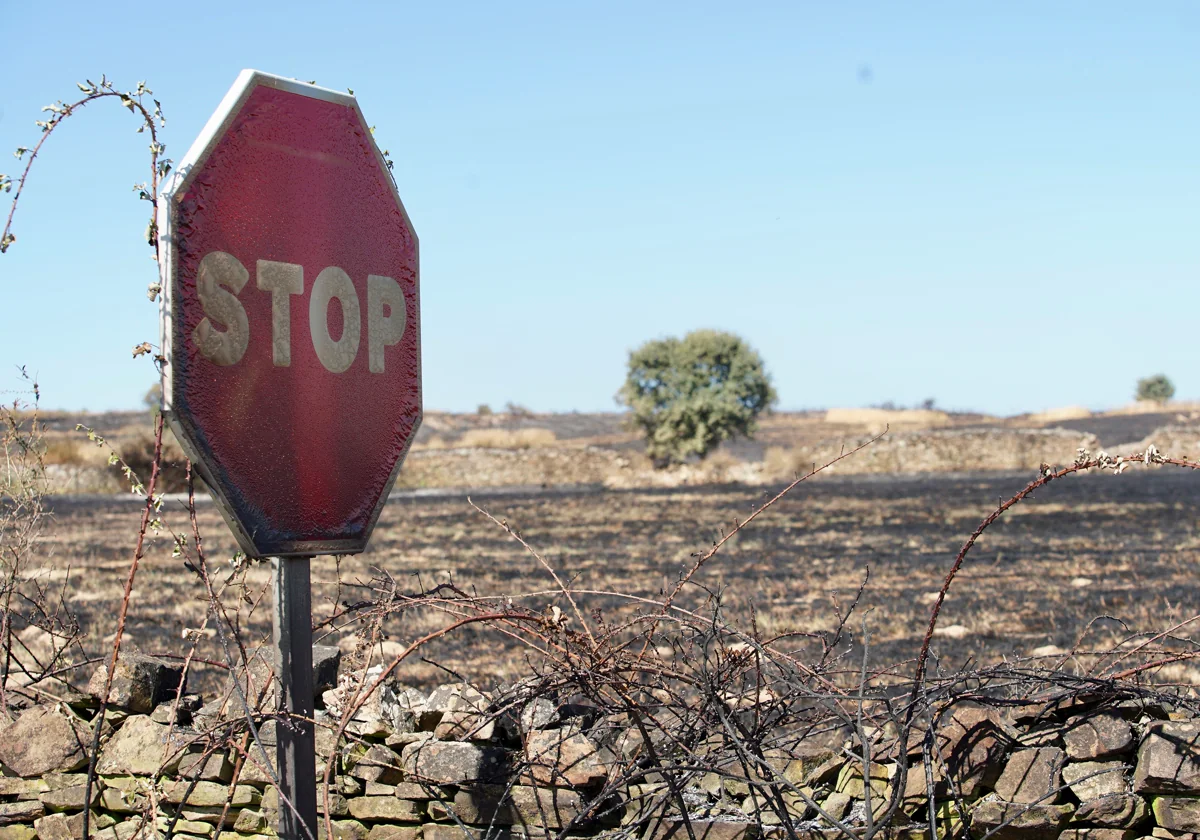 Imagen de los terrenos arrasados por el incendio registrado en Castrillo de los Polvazares (León)