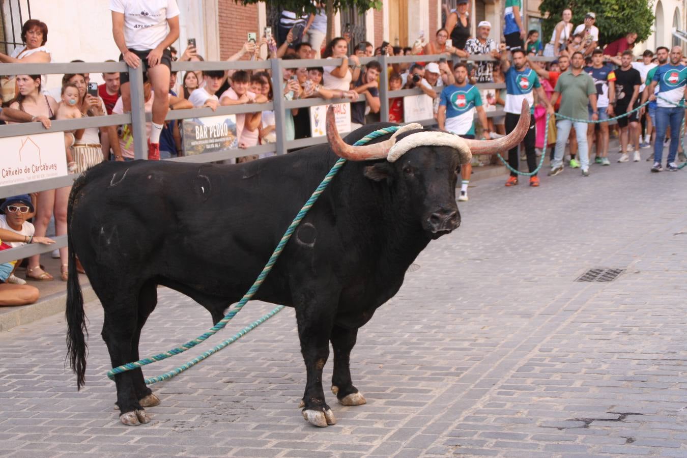 Fotos: la fiesta del Toro de Cuerda de Carcabuey