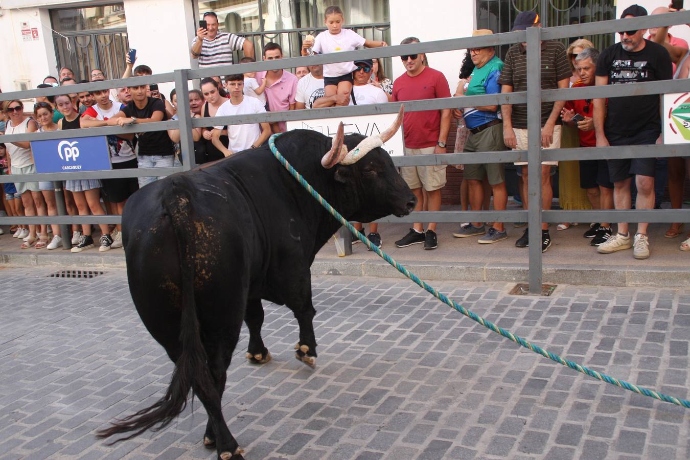 Fotos: la fiesta del Toro de Cuerda de Carcabuey